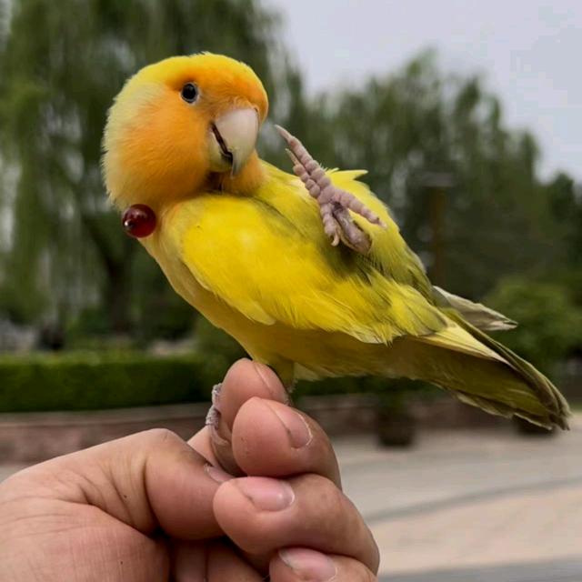 风暴训鸟