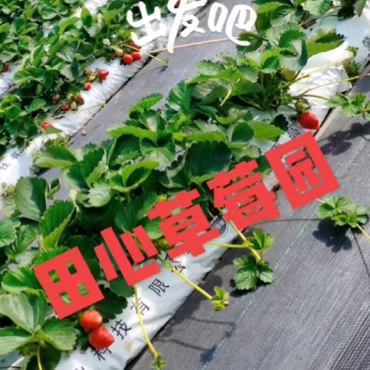 田心草莓（小芳）