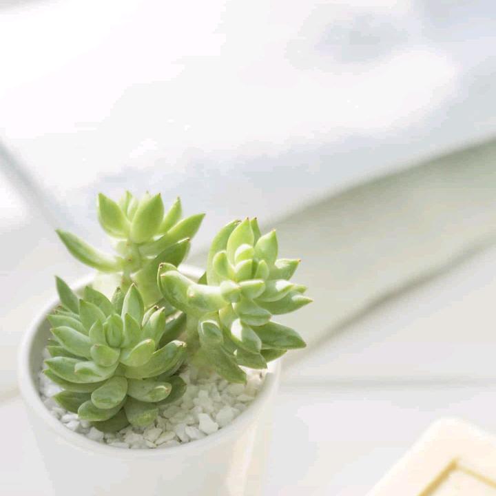 萍萍