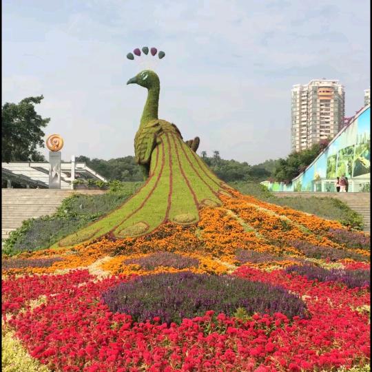 玫瑰🌹