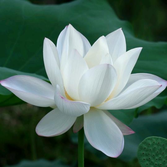 尘埃落定🌸