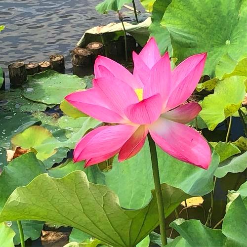 城隍庙芮城印象～现炸爆米花