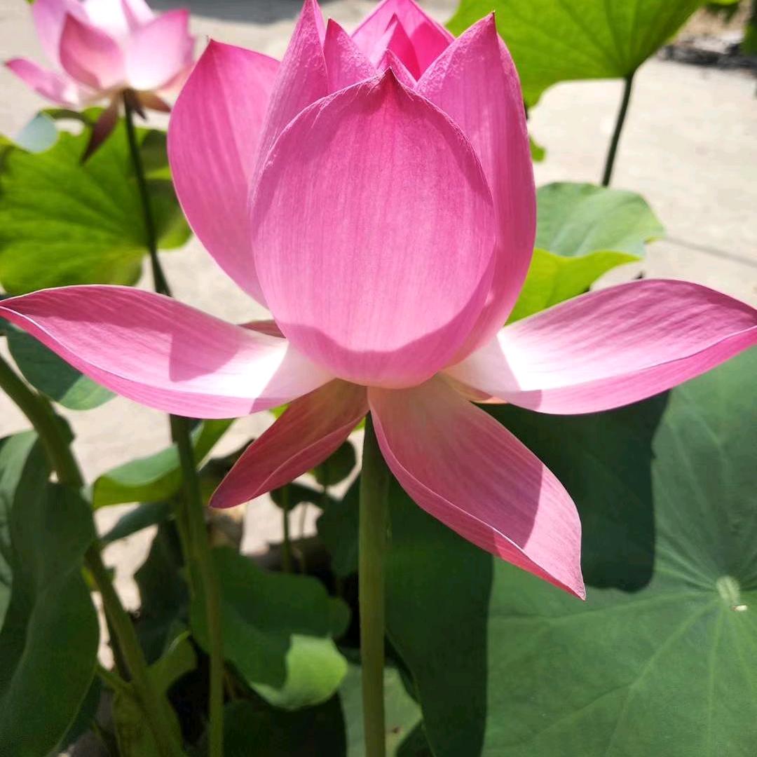飘逸