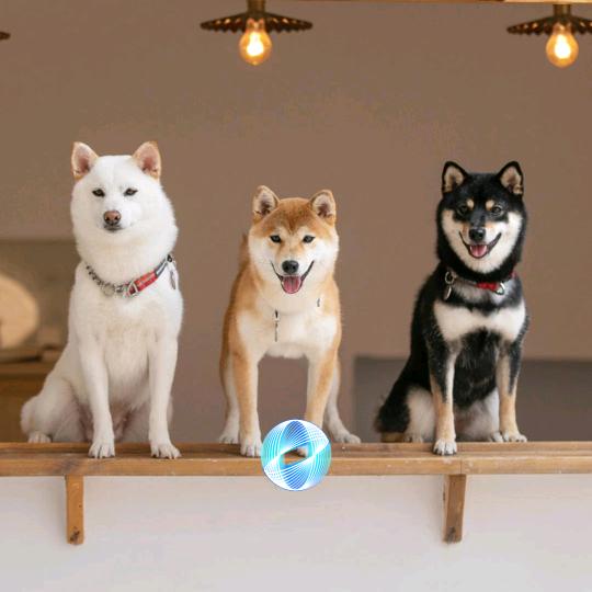 信念