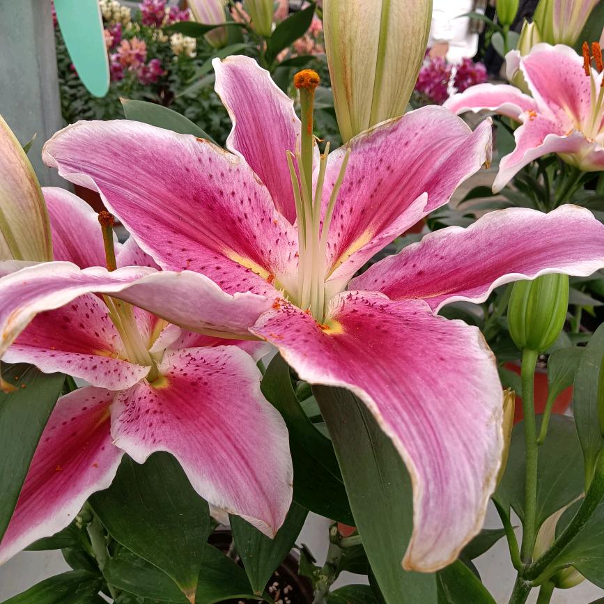 昨天，今天，明天。《勿连赞》