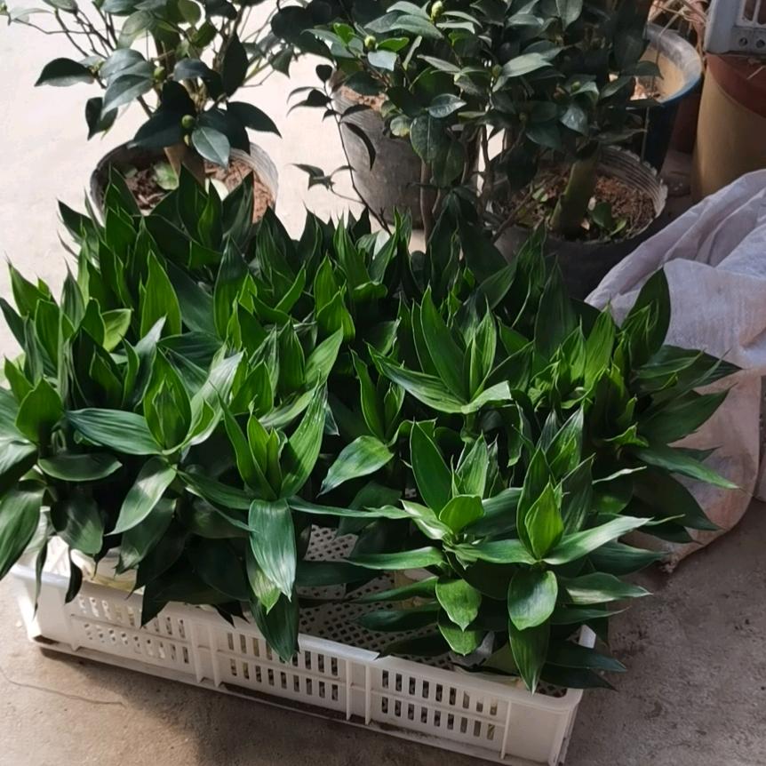 老赵大对虾批发零售