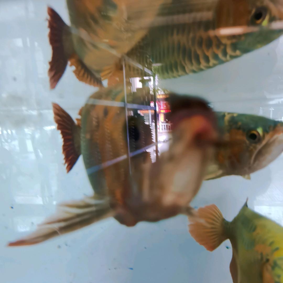 羊村的羊