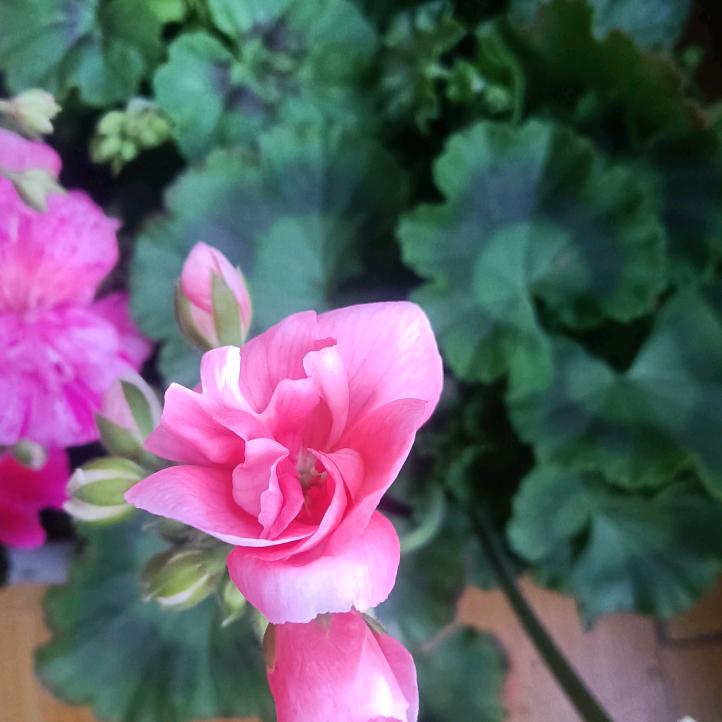 青州青青花卉绿植