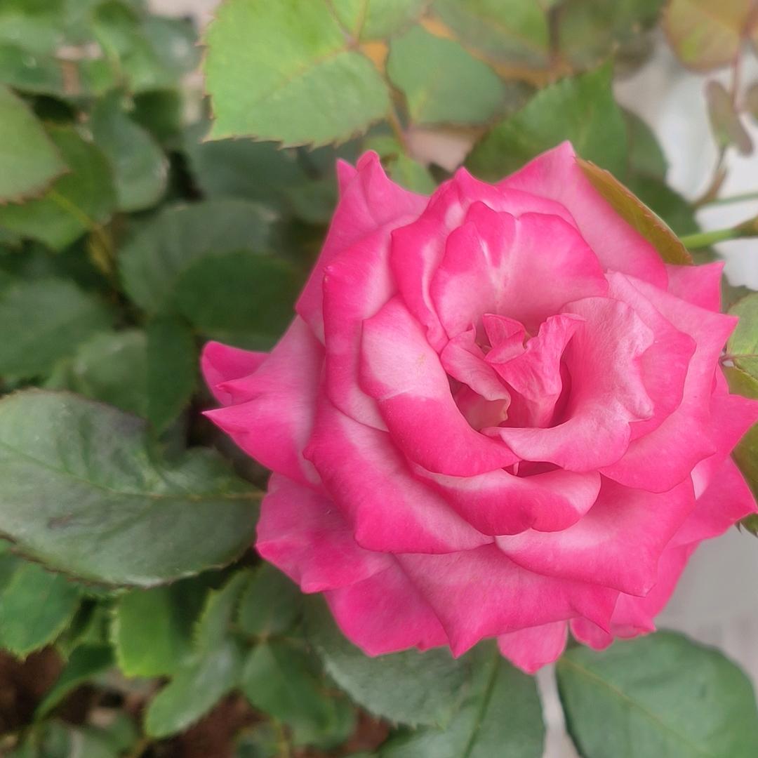 ღ༄酒꯭醉꧉🍻⃟恋ꦾ红尘ꦿ҉এ