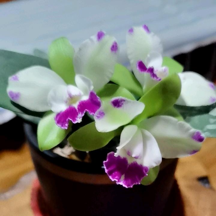 树林