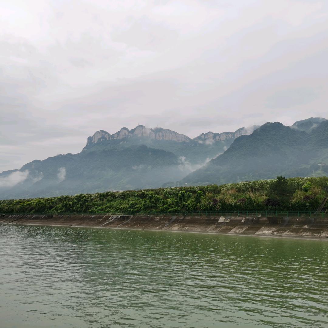 绿竹