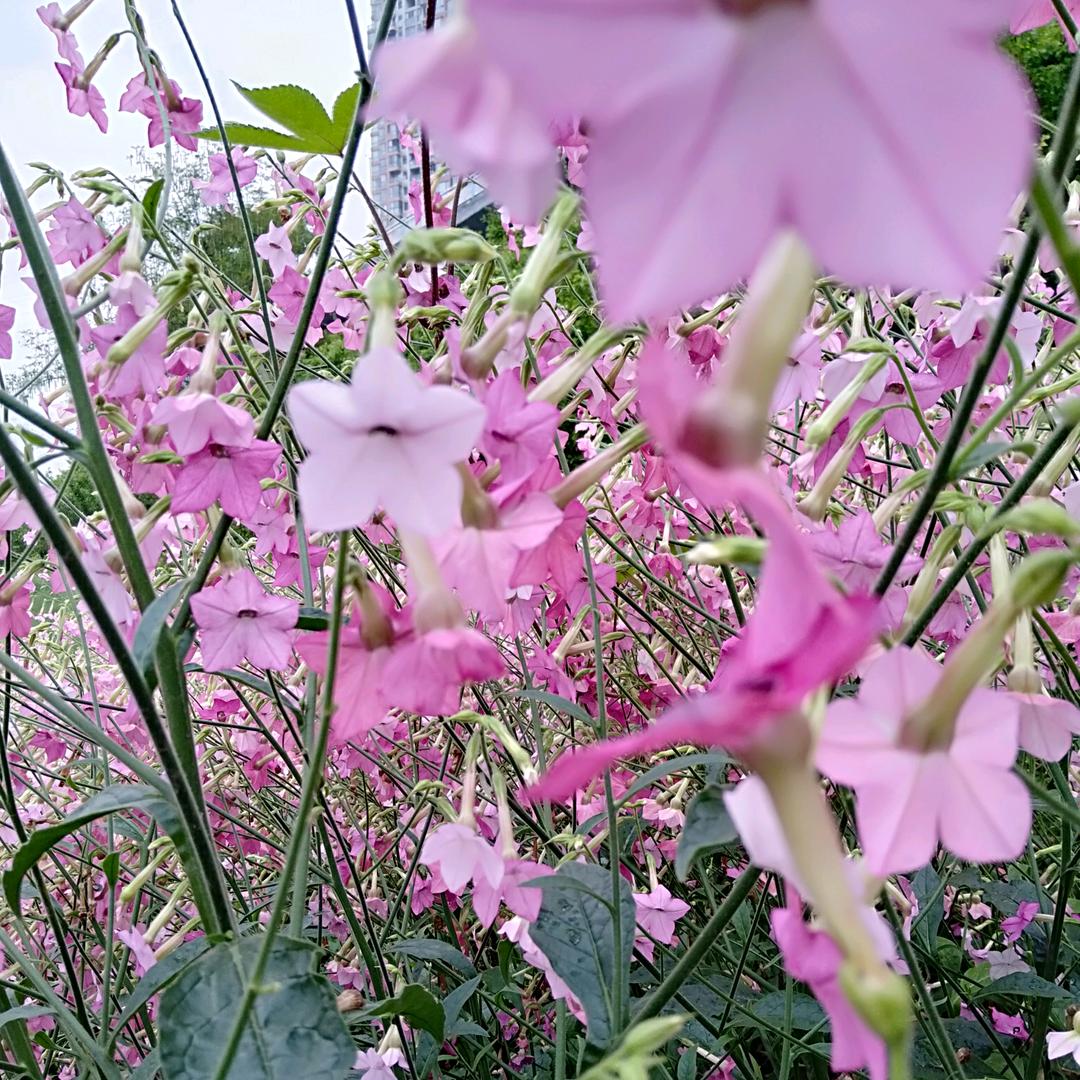 柚子蜂蜜茶