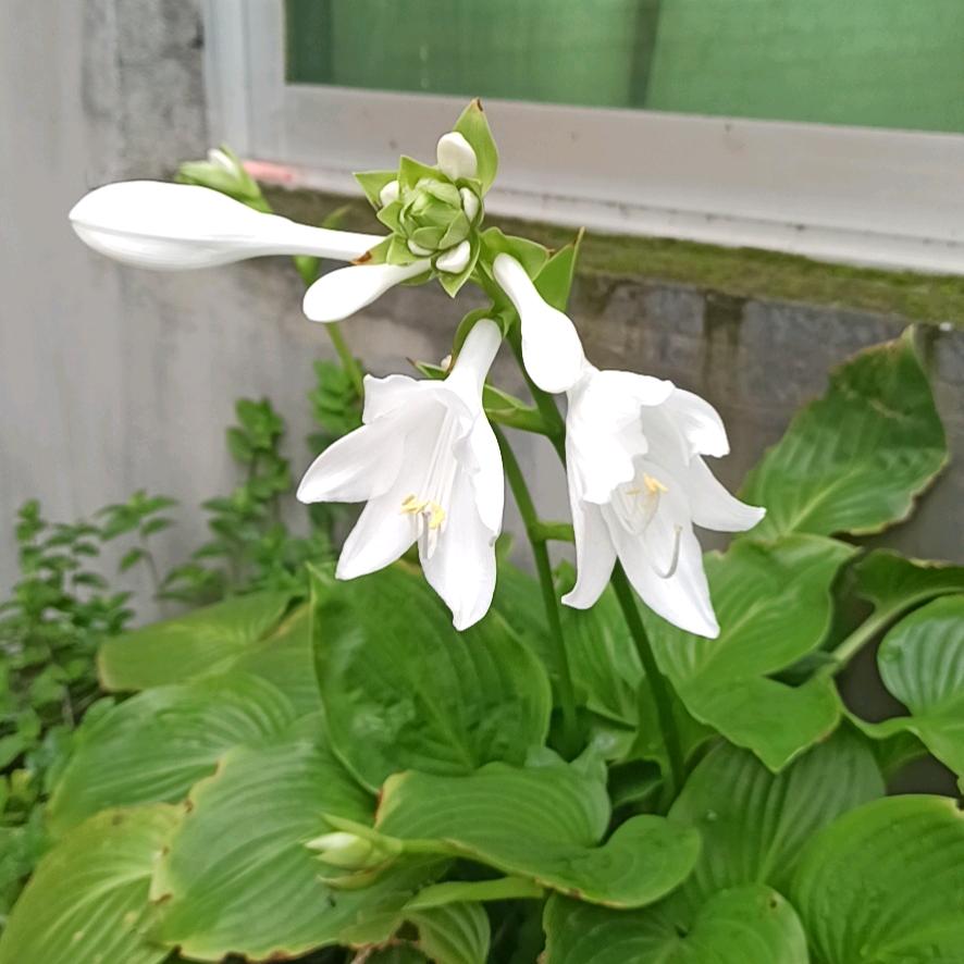 心胸开扩，要个硬气