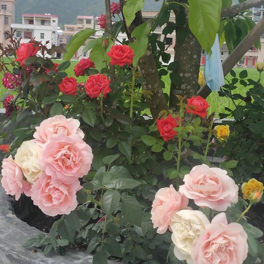 南宁妹(拒绝私聊)