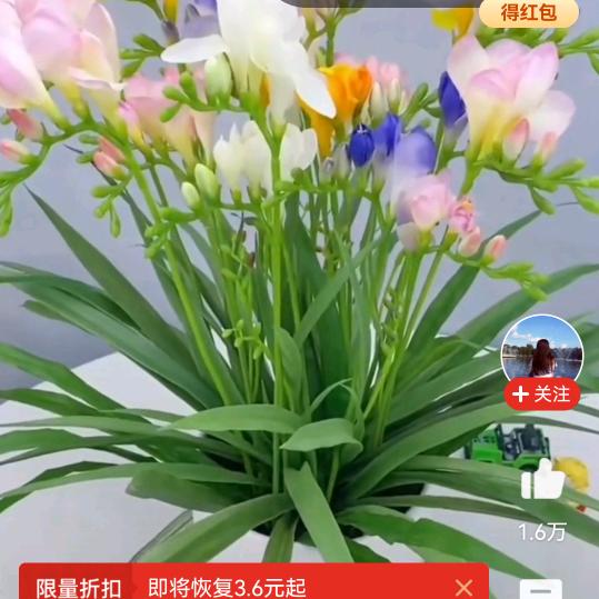 秋霜不惜人