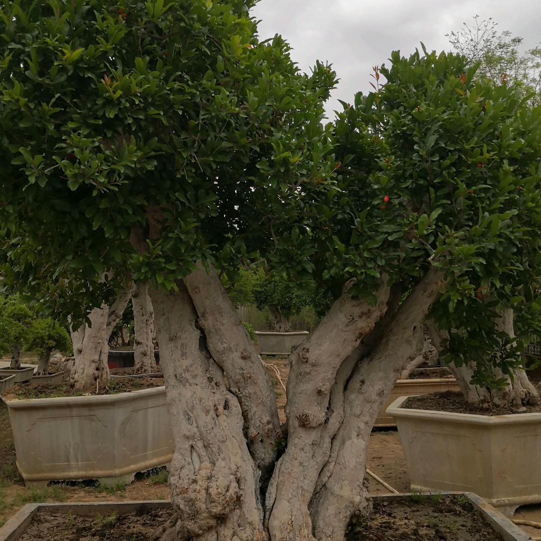 蝶盛园石榴盆景