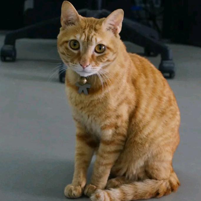 傻猫兄弟⁰⁵¹⁸