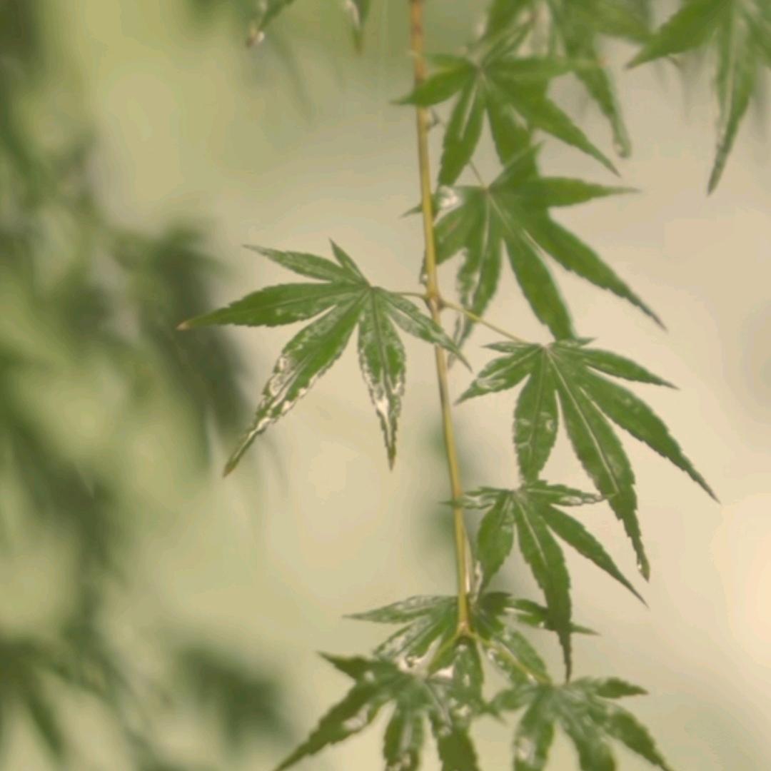 晨心读书