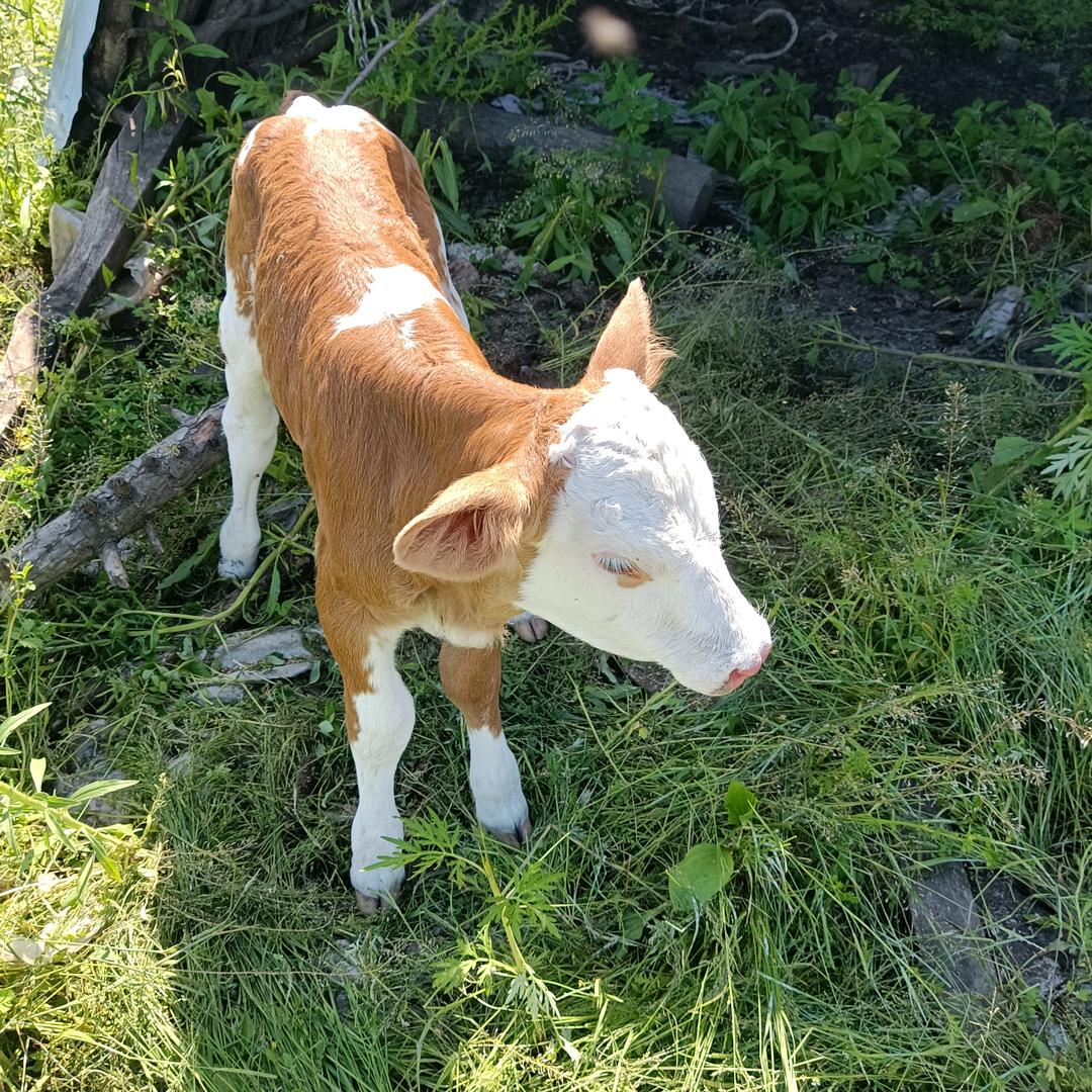 老王的农村生活