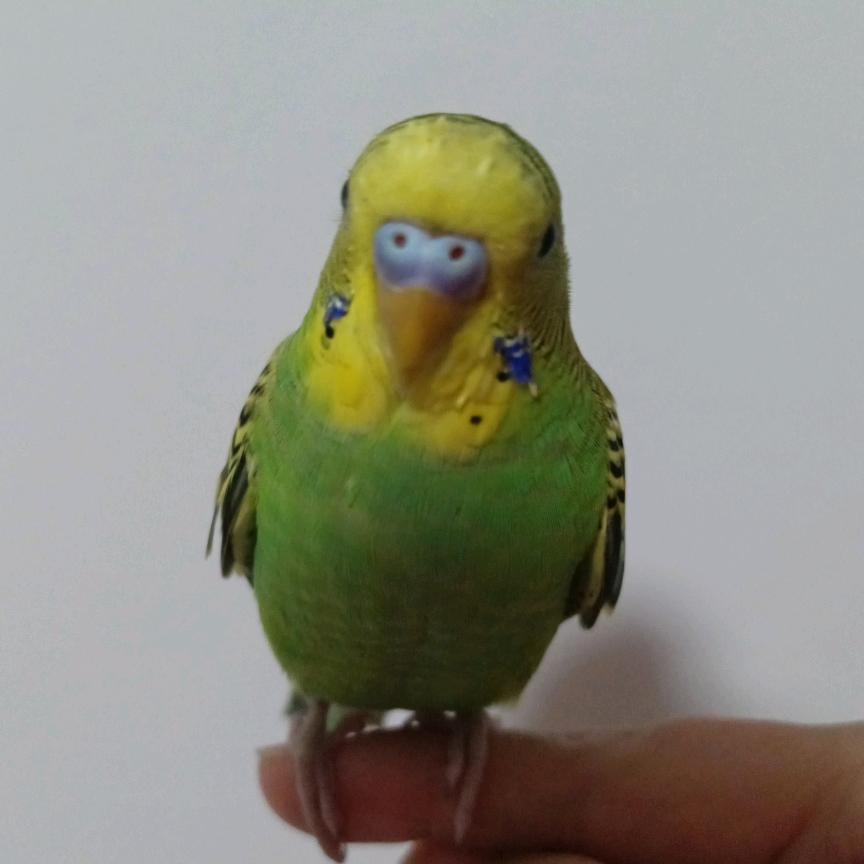 落叶思秋ω