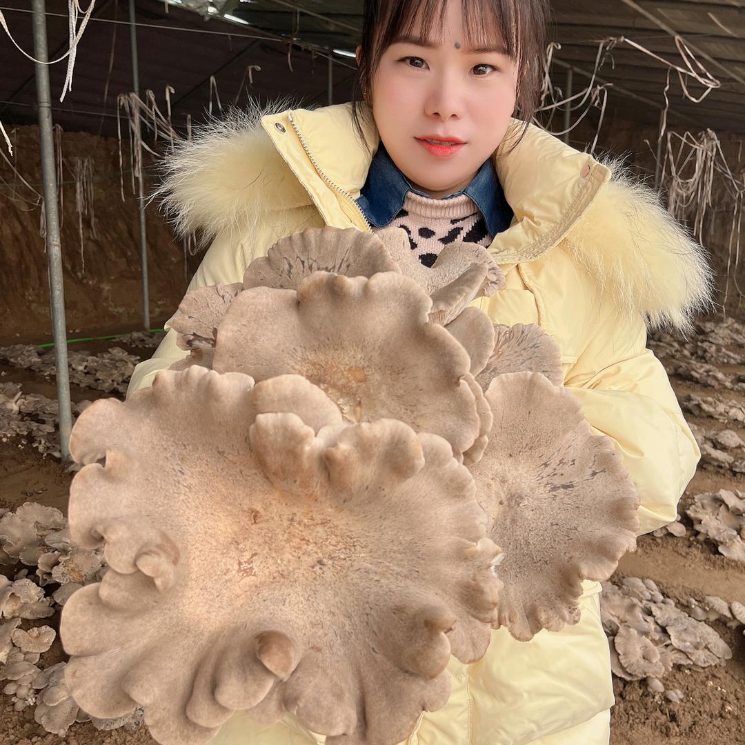 小蘑菇🍄大产业