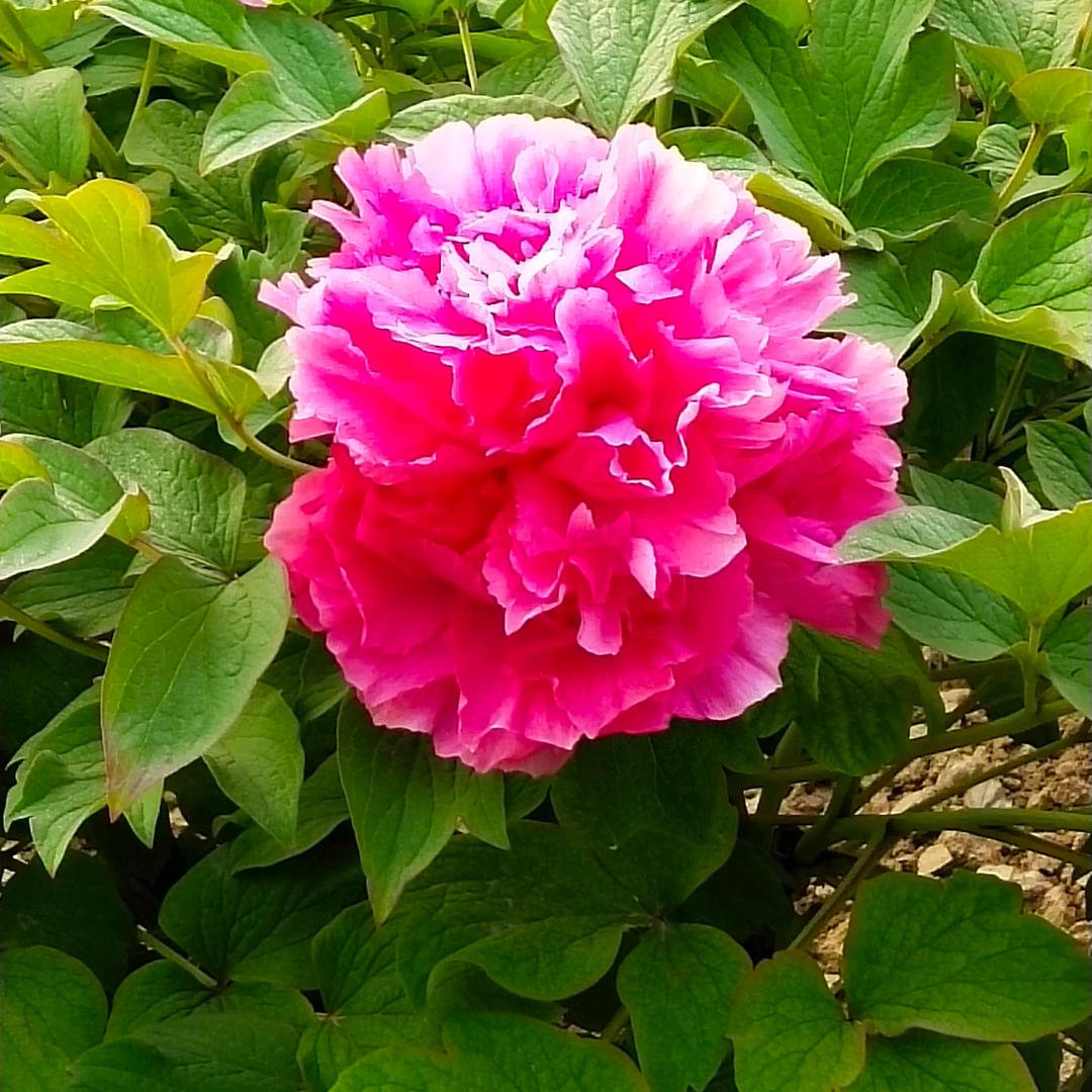 ti提