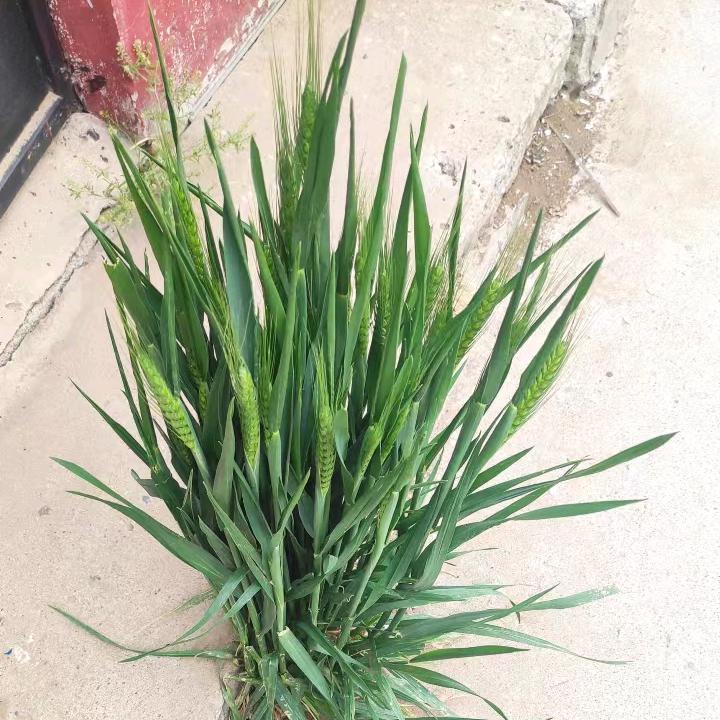 雨雨后彩虹