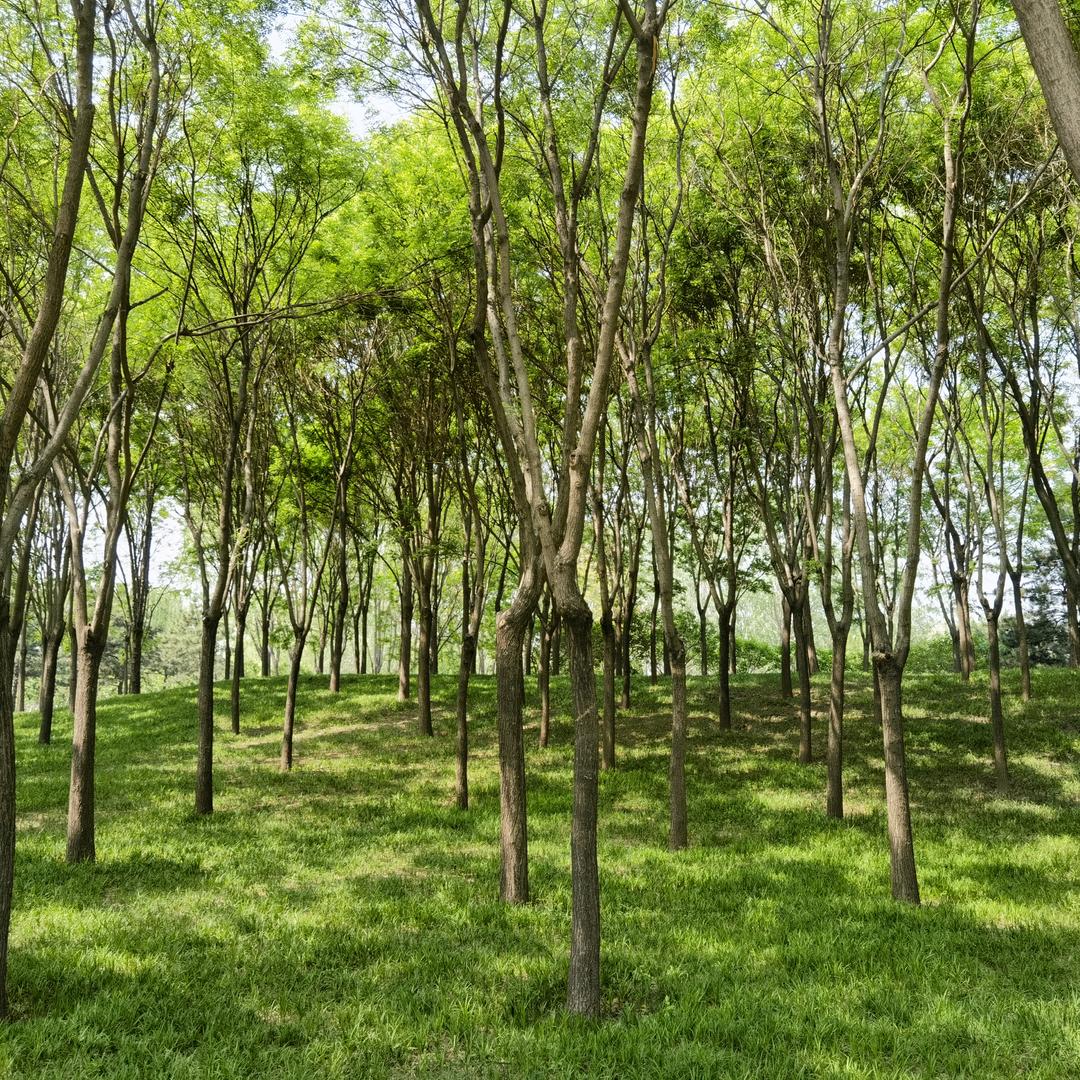 绿旋风 (手机拍摄)