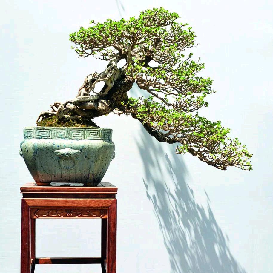 繁花似锦盆景