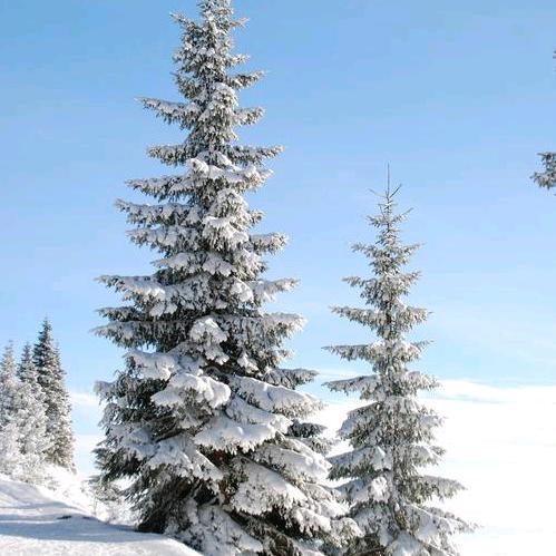 用户雪松6031801573172