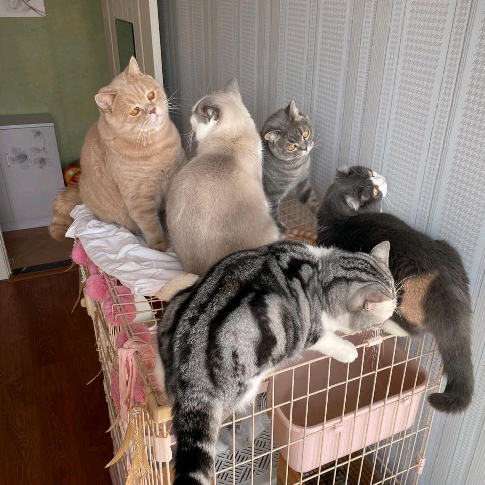 公司养了十只猫