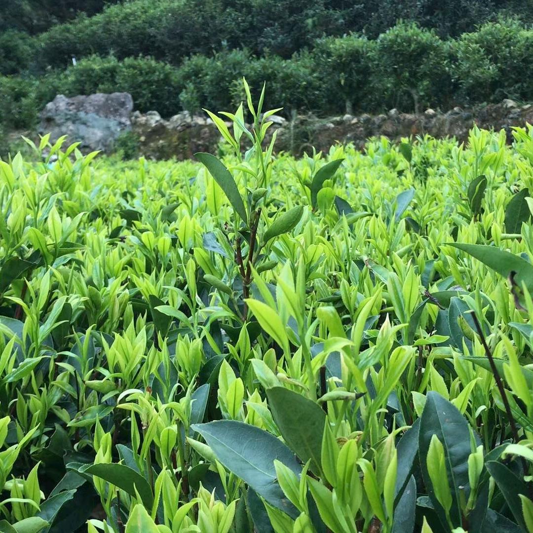 🌈🌈茶农自产自销茶叶
