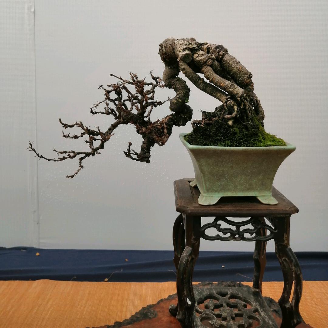 景苑家