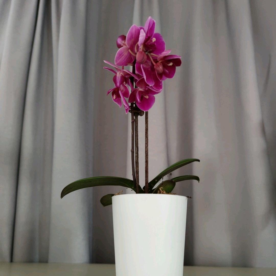 缪缪