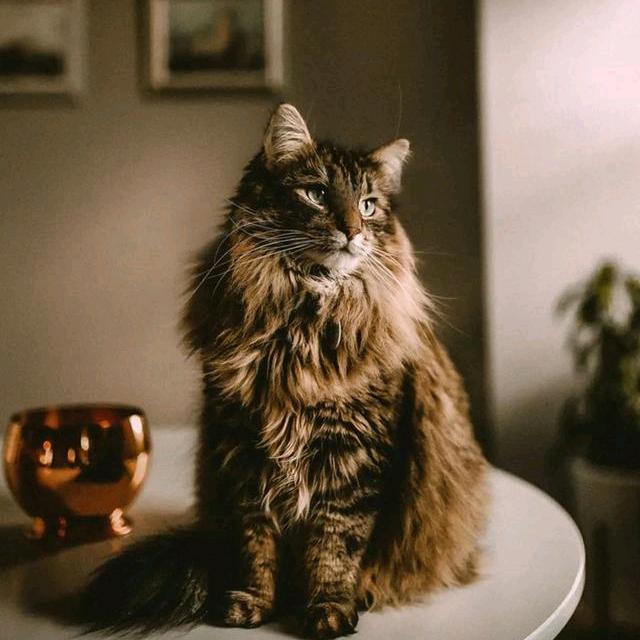 胖先生的缅因猫