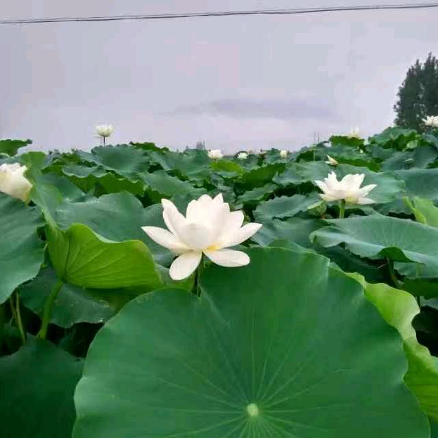 随波主流