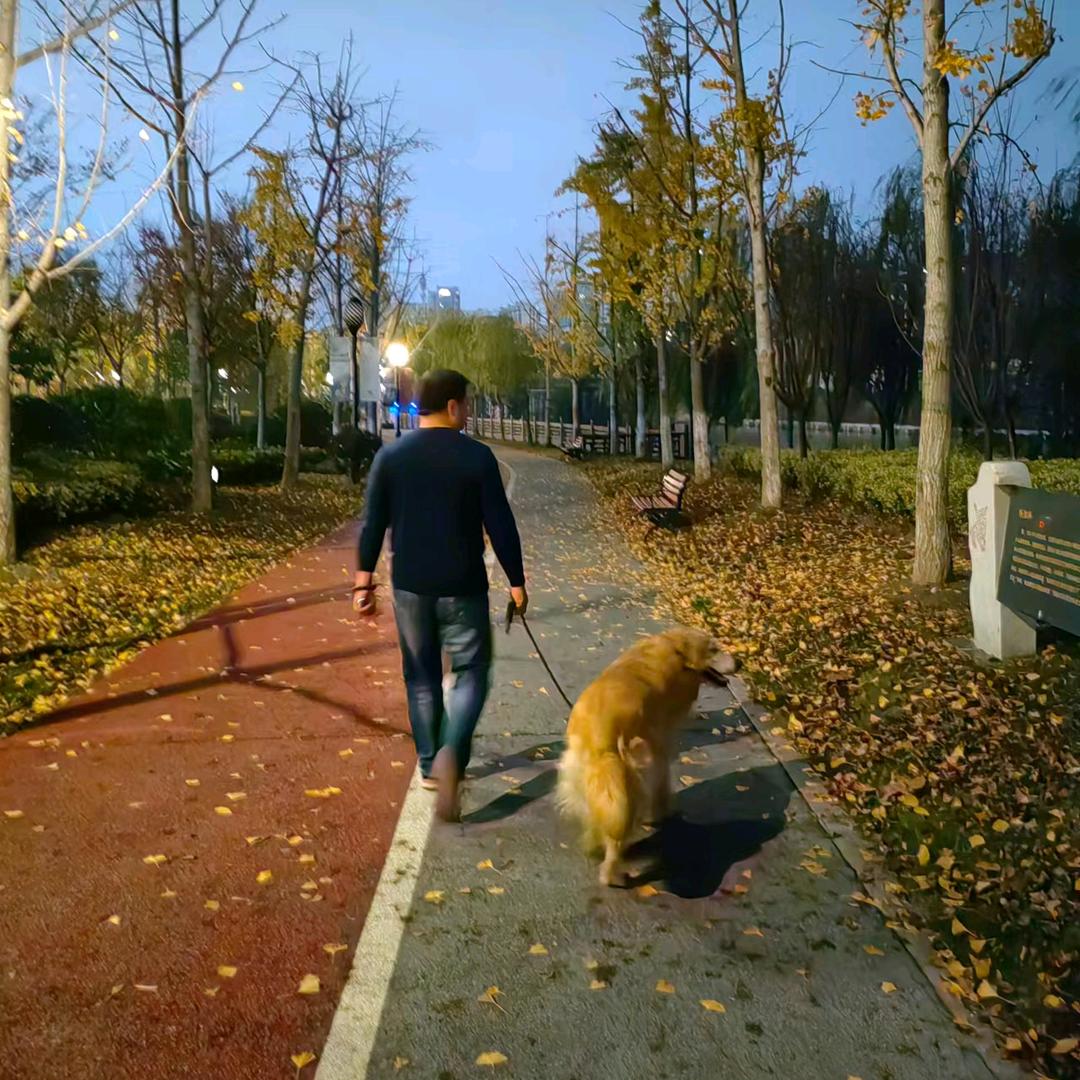阶前梧叶