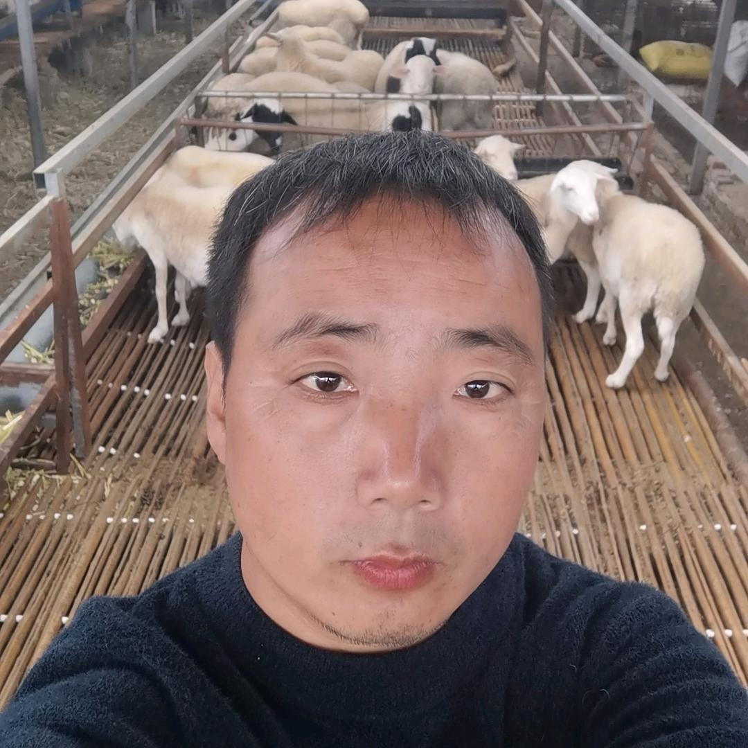 @胡彦军《羊苗代收》