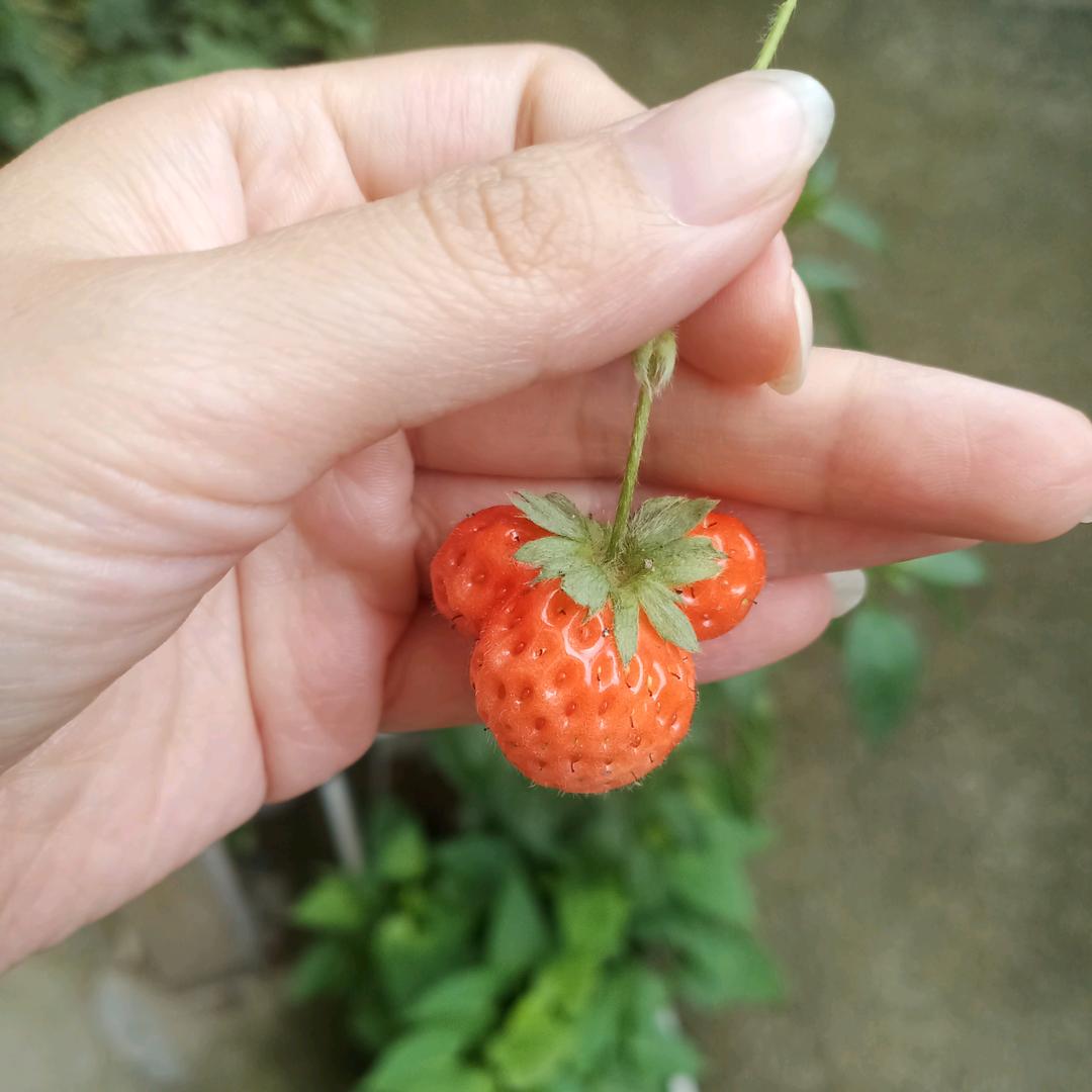 周小小