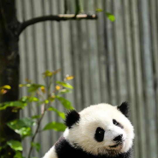 杨可可