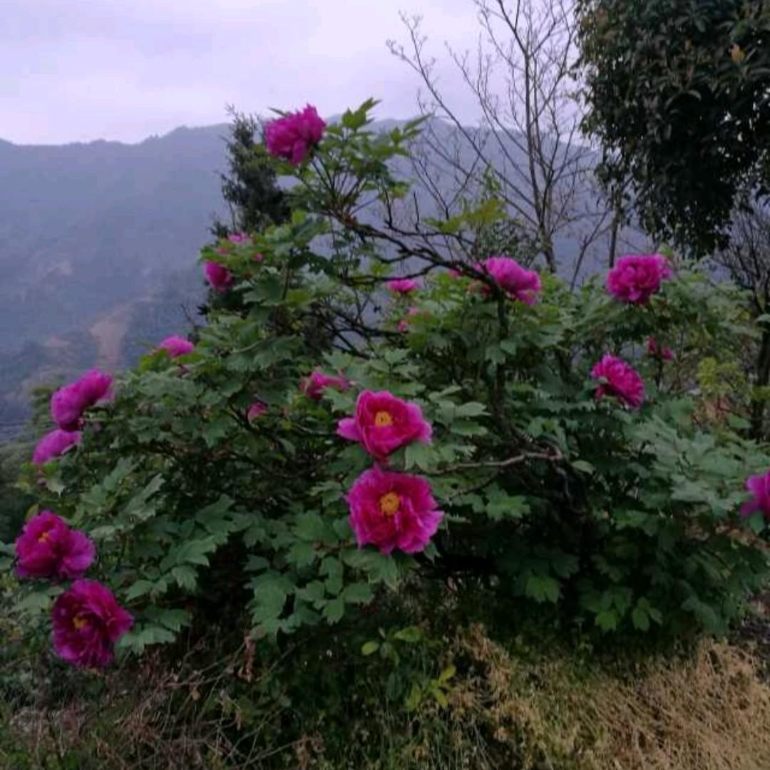 牡丹花开