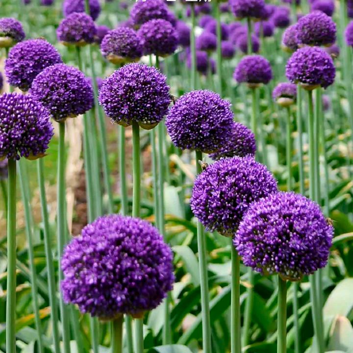 会行走的百万资产