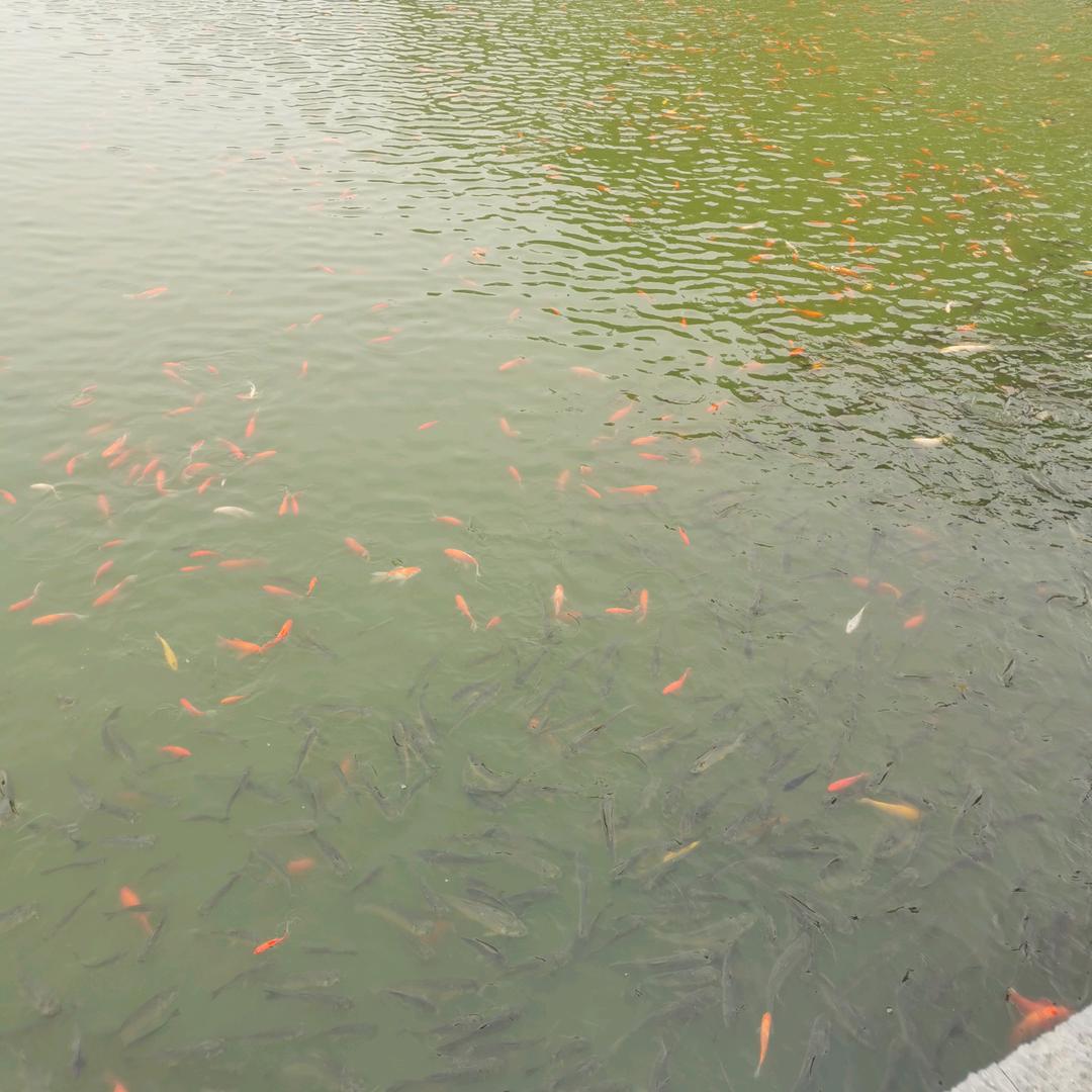 小娟