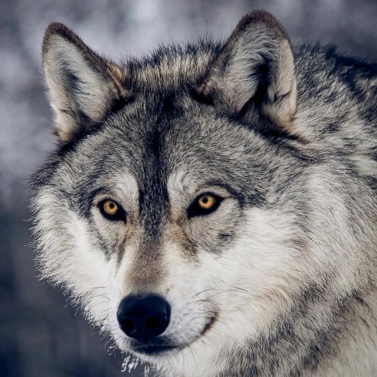 war_wolf-孤狼
