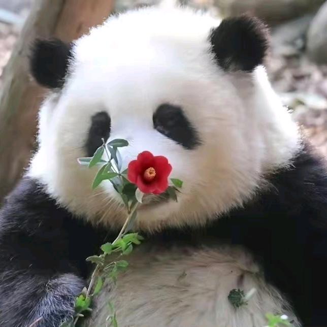 好的佩琪