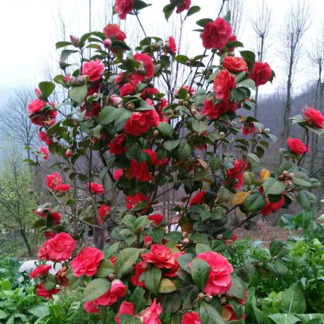 桃花