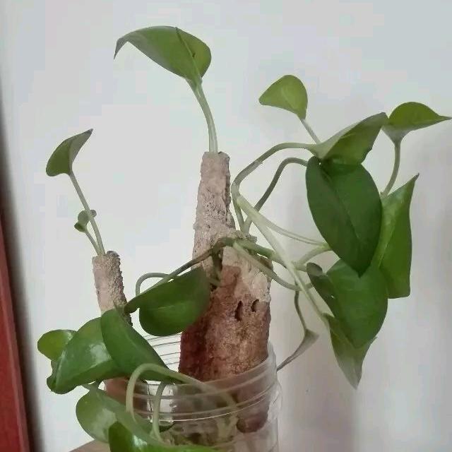 圆梦