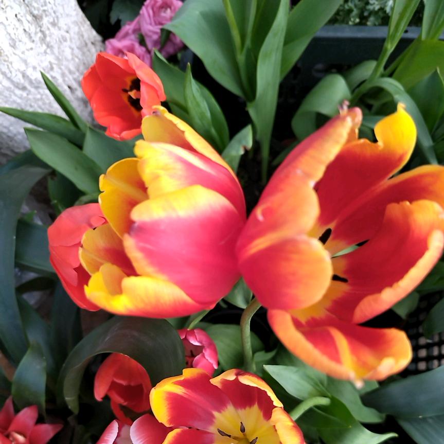 园林绿化，专业私家花园，设计