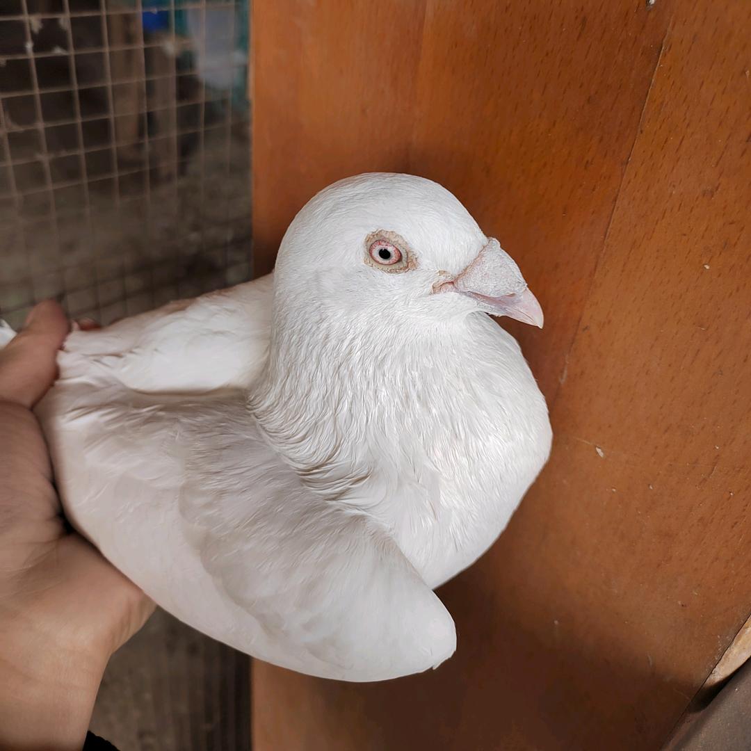 鸿运纯白信鸽