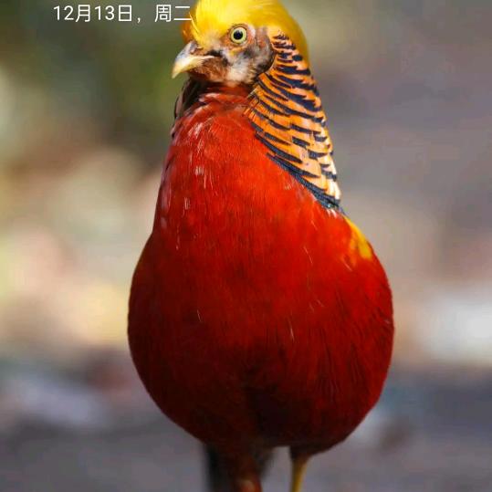 真爱一生
